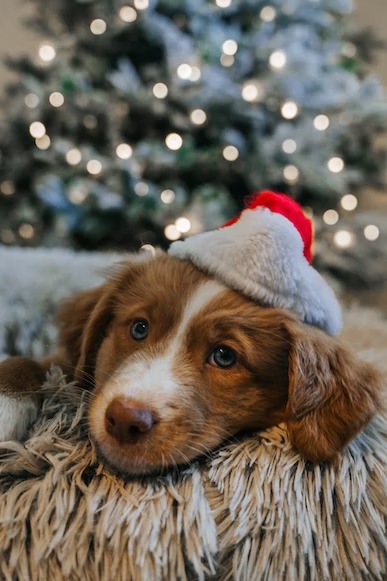 Heartwarming Christmas puppies