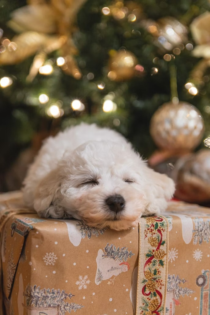 Cute puppy for sale on Christmas (21)