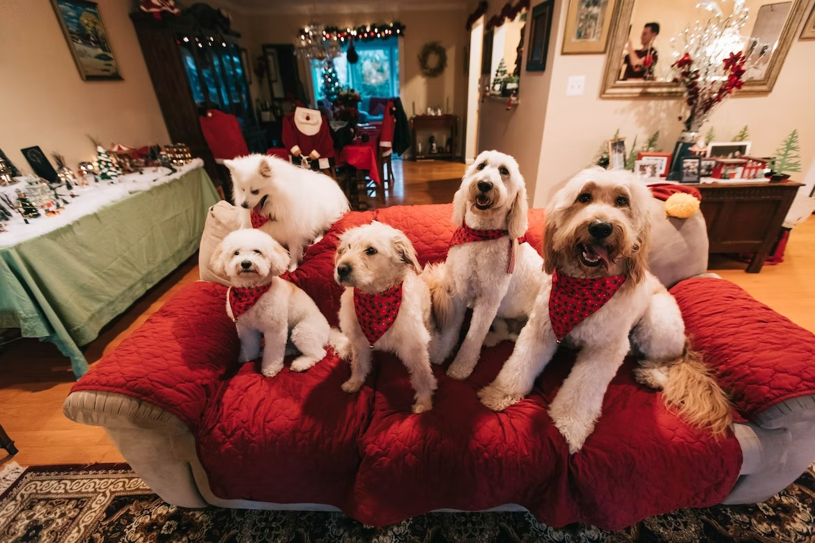 Cute puppy for sale on Christmas (8)