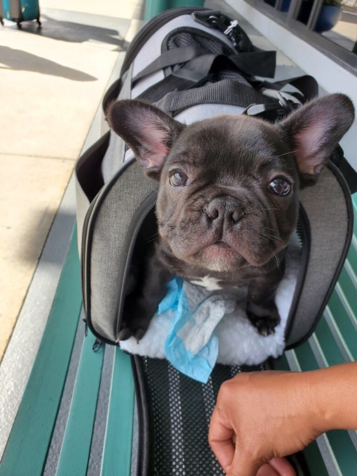 French Bulldog puppy for sale (15)