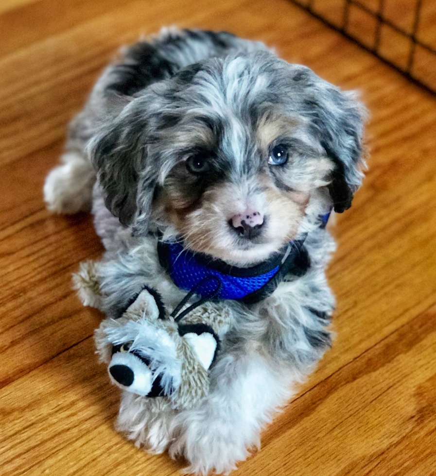 Mini Aussiedoodle puppy for sale (5)
