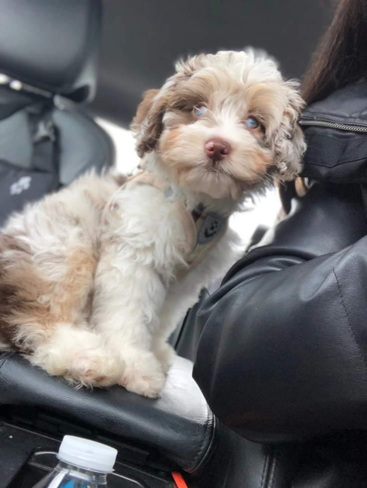 Mini Aussiedoodle puppy for sale (7)