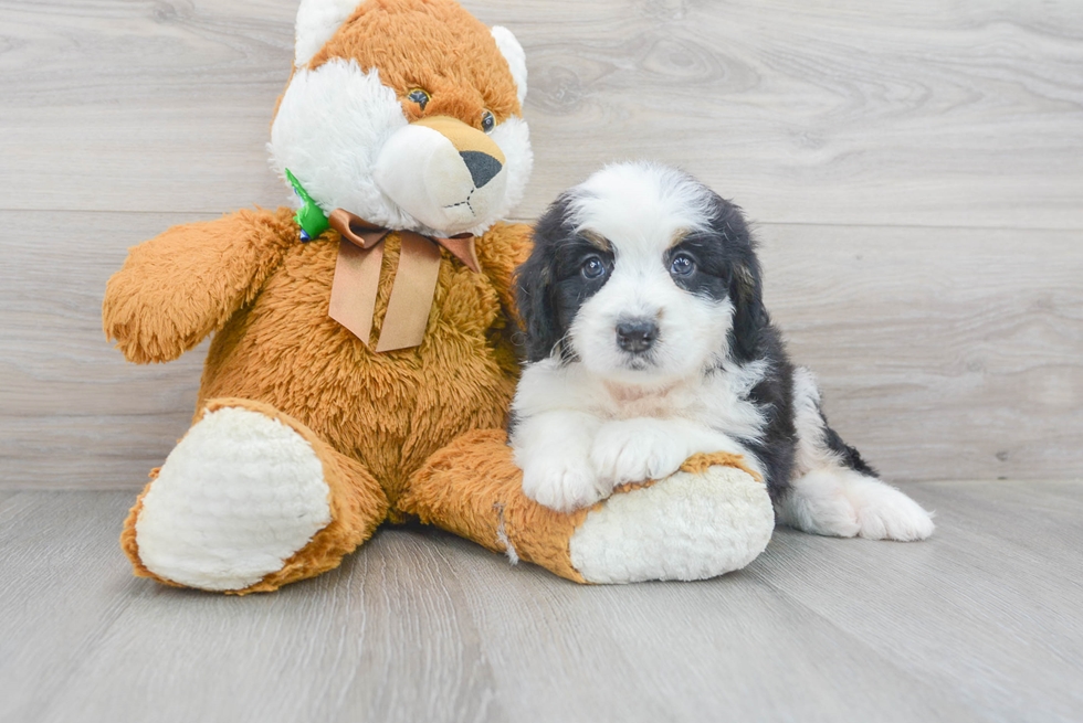 The Mini Bernedoodle puppy