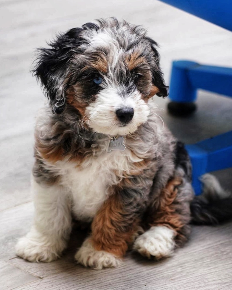 What is the average size of a Mini Bernedoodle puppy?