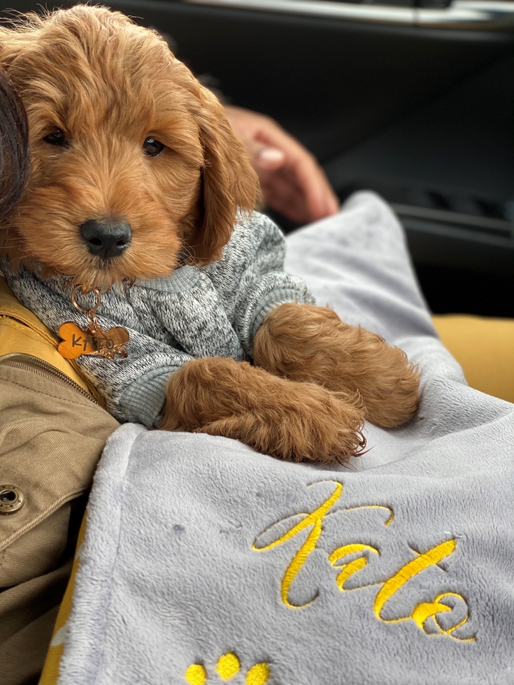 Mini Goldendoodle Puppies For Sale (1)