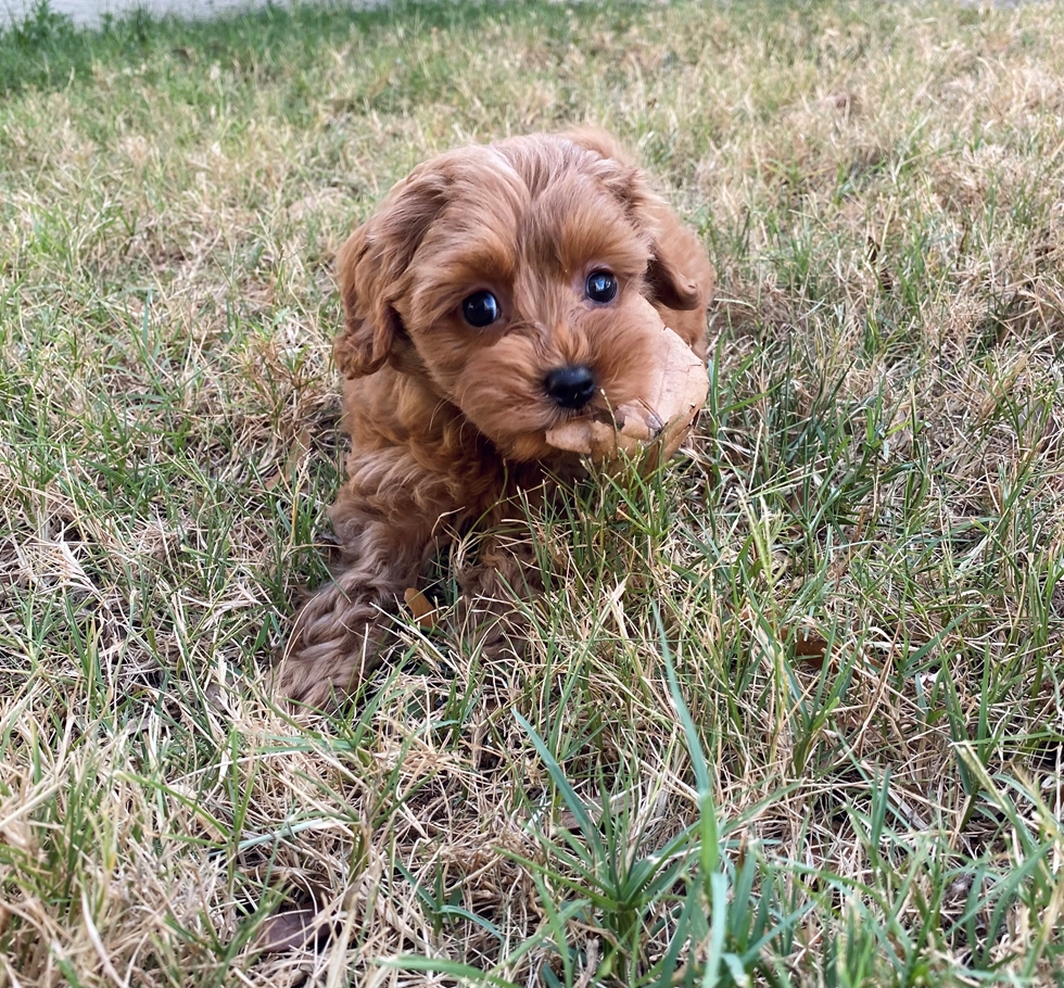 The Mini Goldendoodle puppy