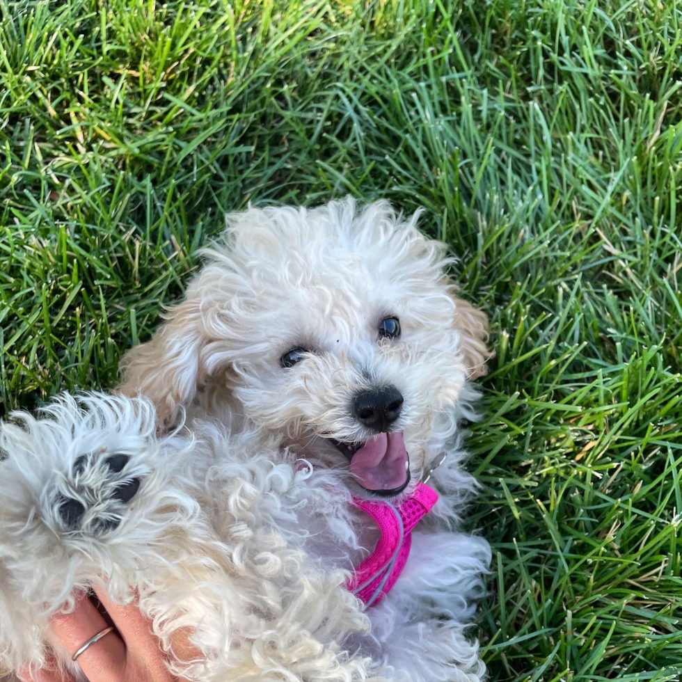 Poochon puppy for sale (2)