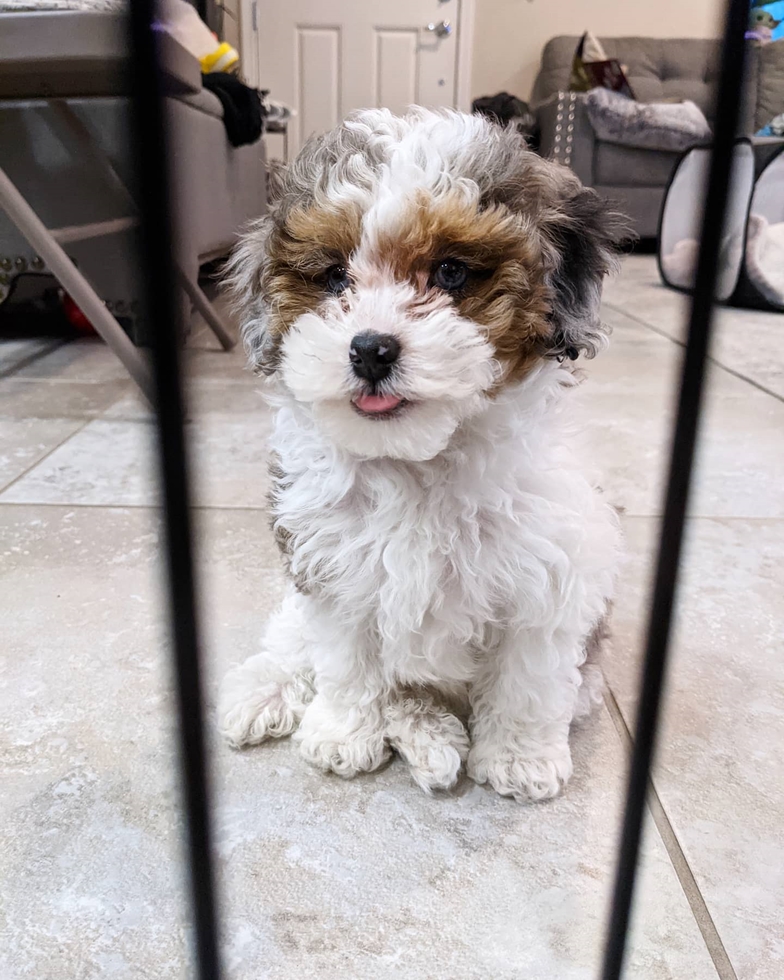 The Shih Poo Puppy