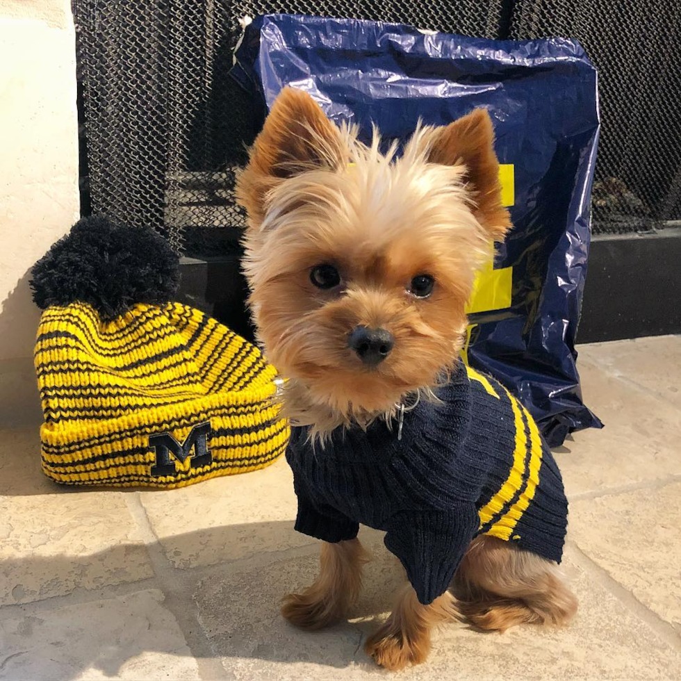 Yorkshire Terrier puppy for sale (2)
