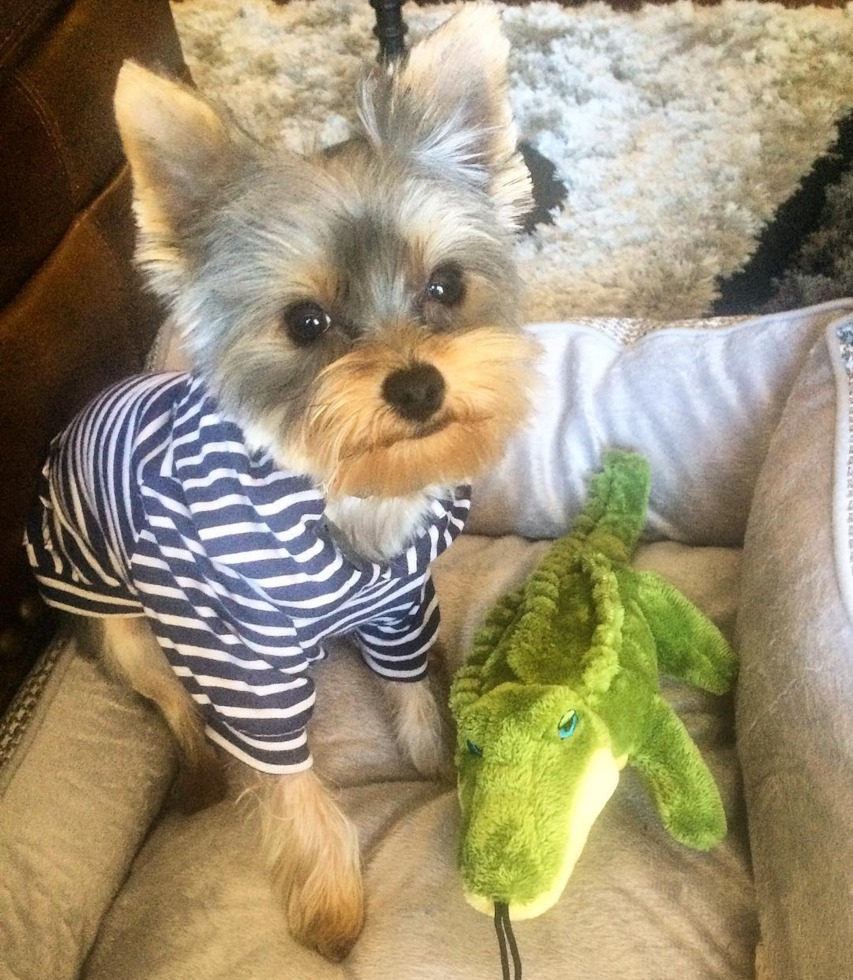 Yorkshire Terrier puppy for sale (26)