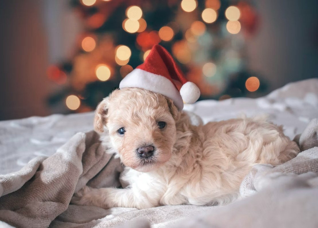 Chestnuts roasting by an open fire, Puppy nipping at your nose…
