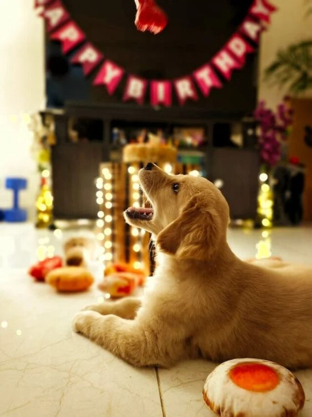 Bake Holiday Cookies With Your Puppy This Christmas