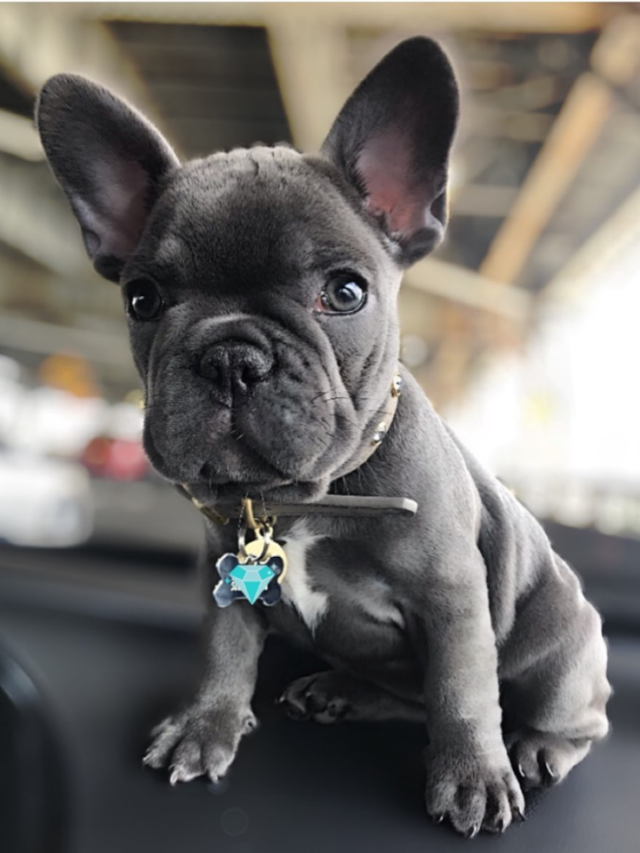 Cropped French Bulldog Puppy For Sale 1.webp