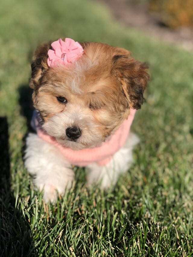 Havanese Puppies For Sale (4)