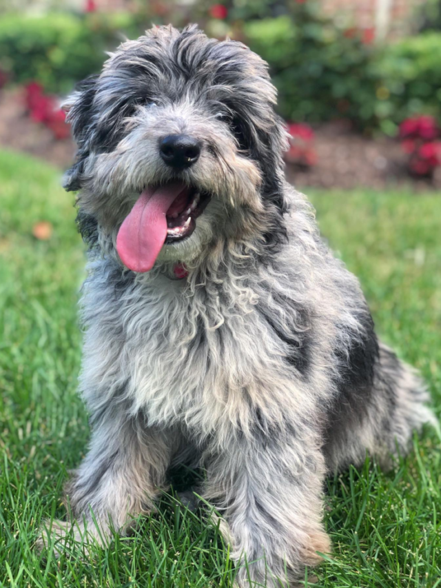 The Mini Aussiedoodle puppy Inspiration Station