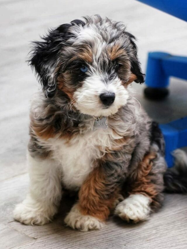 how much is a miniature bernedoodle