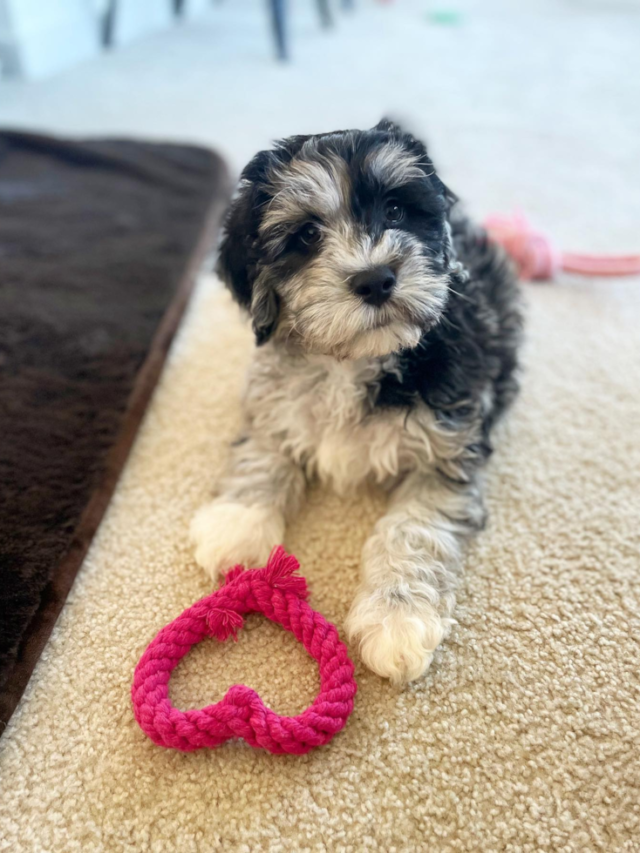 Mini Portidoodle puppy for sale (7)