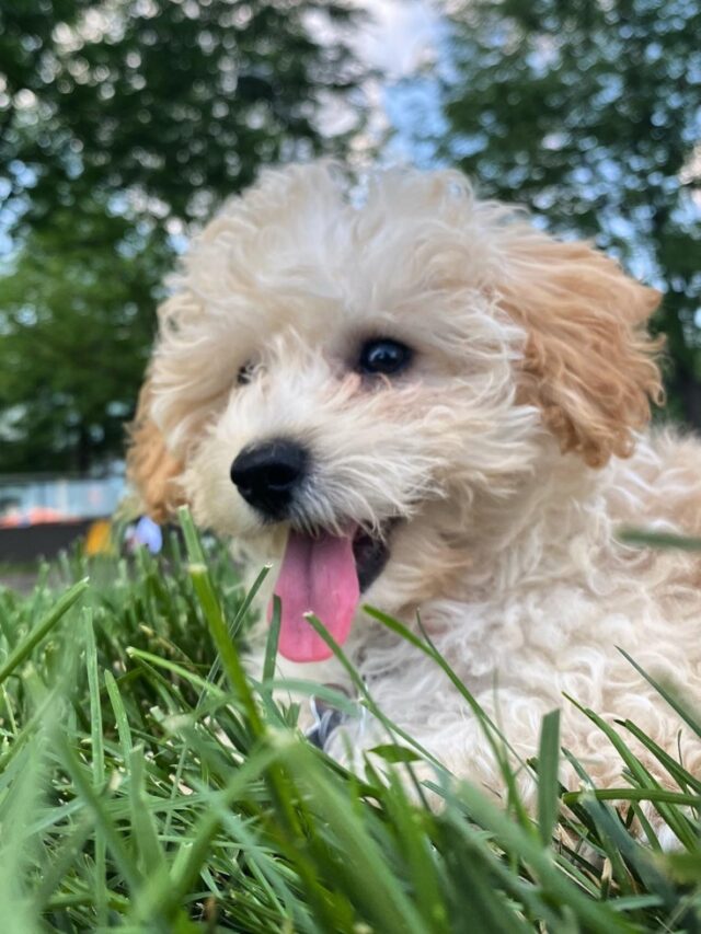 Poochon puppy for sale (4)