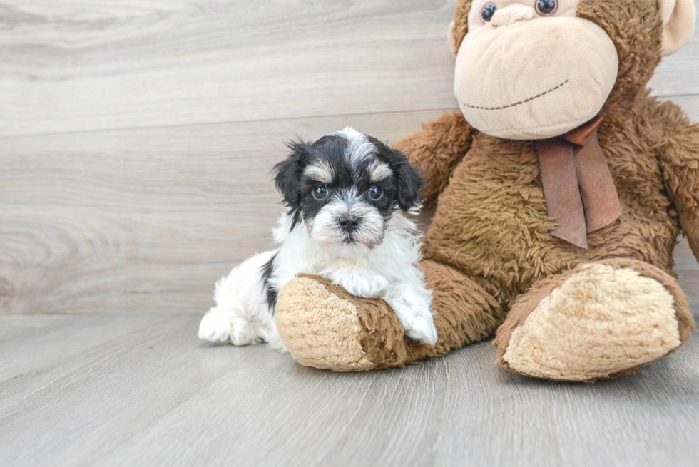 Havachon puppies for sale (13)