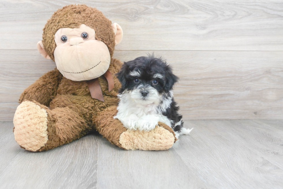 Havachon puppies for sale (6)