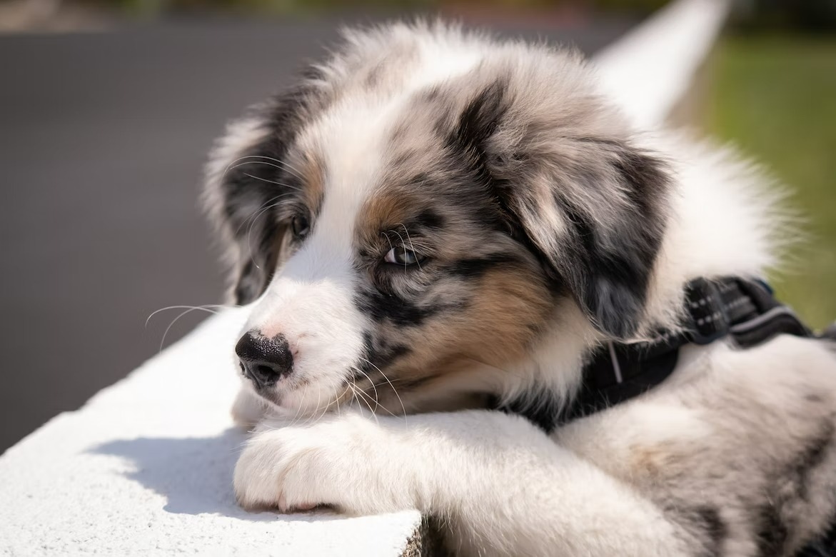 Check Out Adorable Puppies For Sale In Pennsylvania