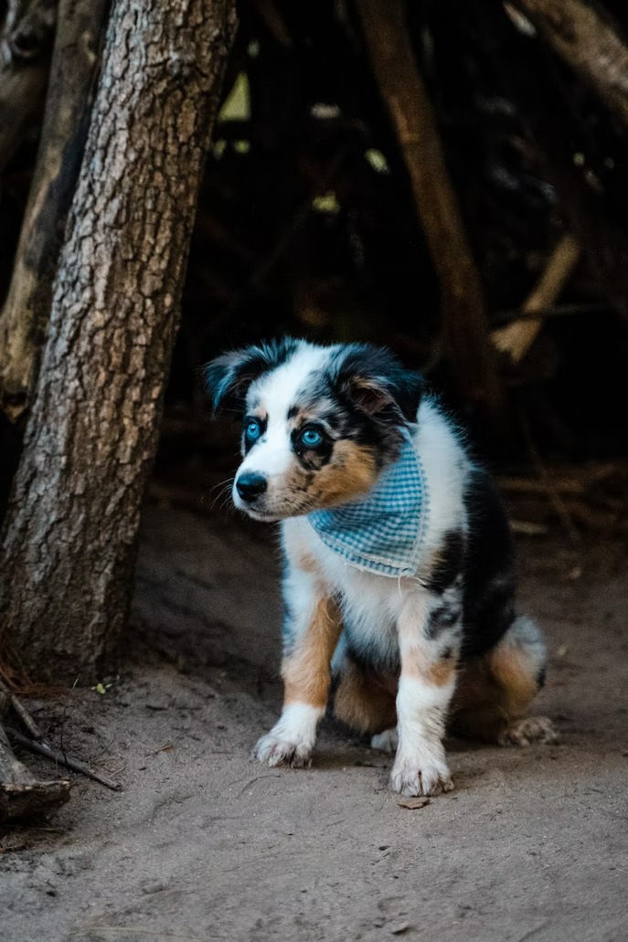 Mini Aussie puppy for sale (20)