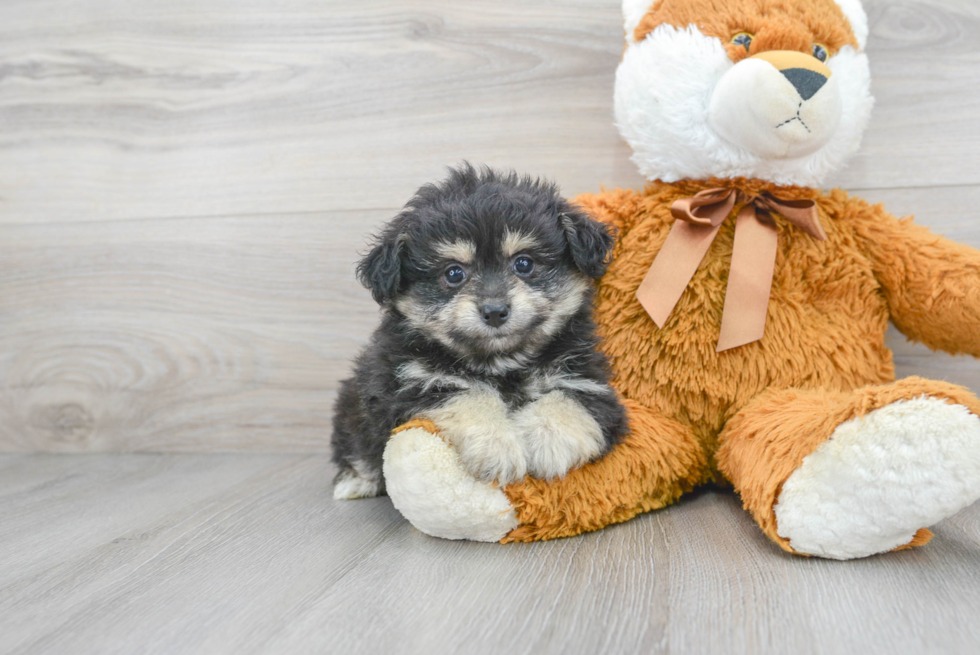 Check Out Adorable Puppies For Sale In Missouri