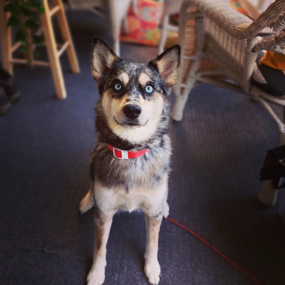 Pomsky puppy for sale (15)
