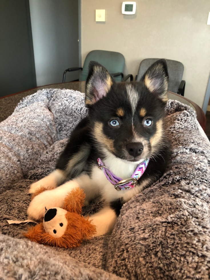 Pomsky puppy for sale (3)