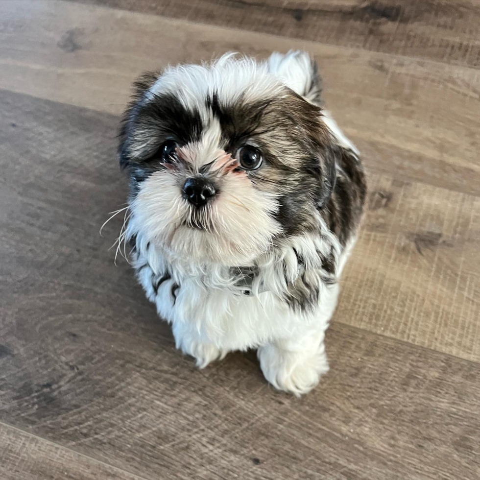 Shih Tzu puppies for sale (1)