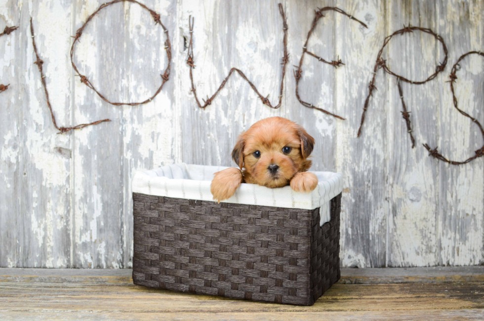 Check Out Adorable Puppies For Sale In Minnesota