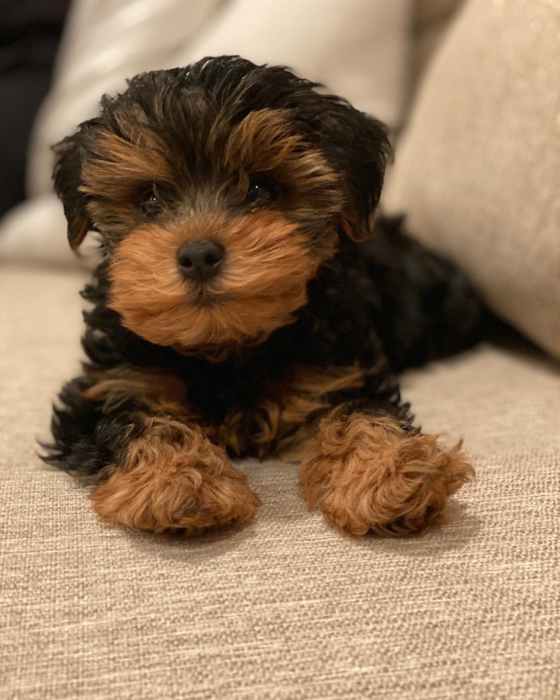 Check Out Adorable Puppies For Sale In New Jersey