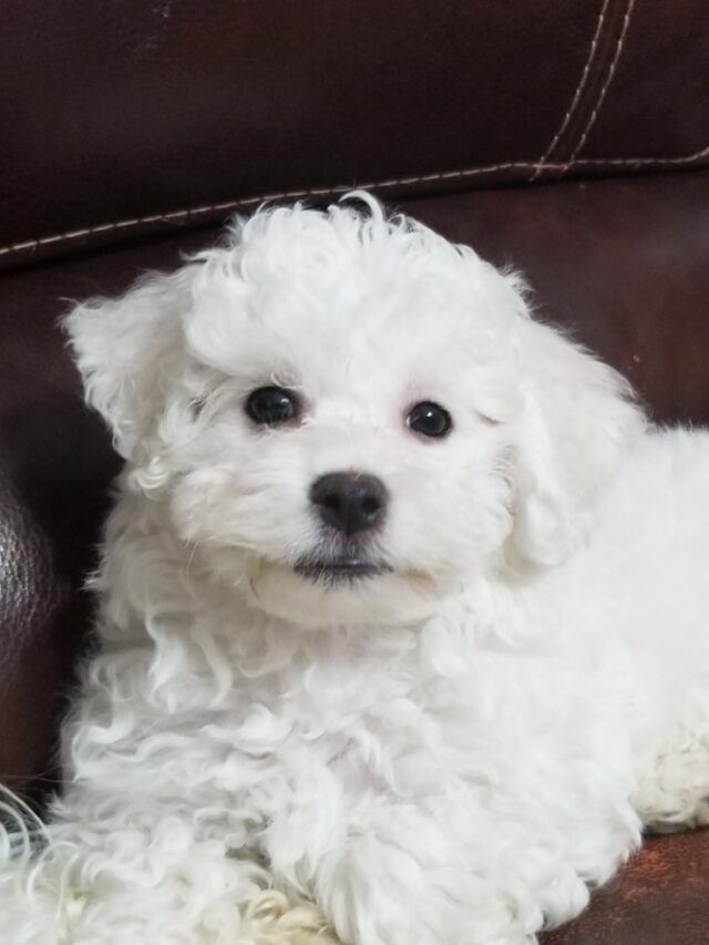 The Bichón Tenerife puppy - Inspiration Station