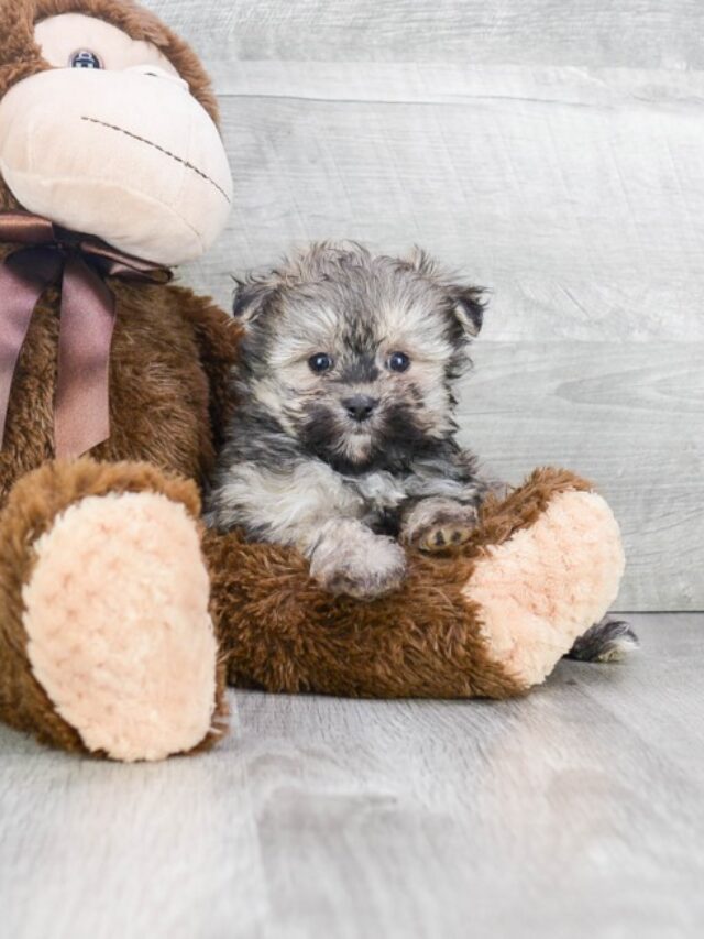 Check Out Adorable Puppies For Sale In North Carolina Inspiration Station