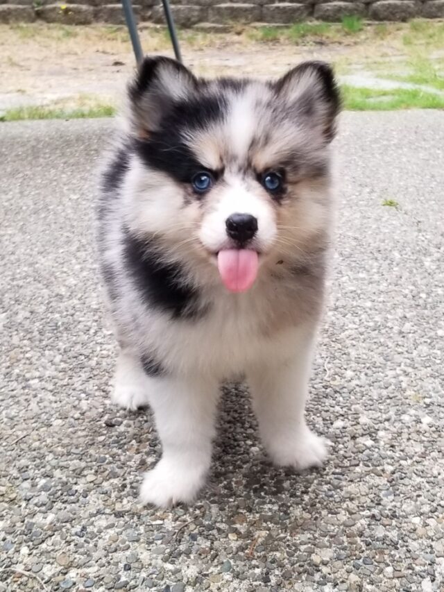 The Pomsky puppy Inspiration Station