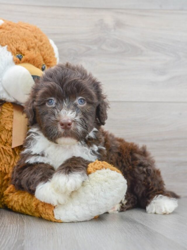 The Portie puppy Inspiration Station