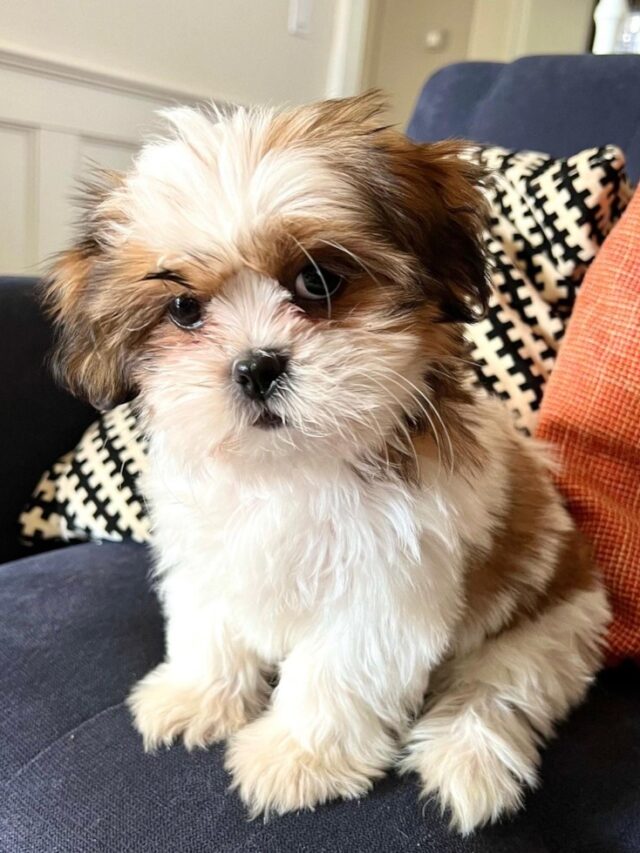 Shih Tzu puppies for sale (18)