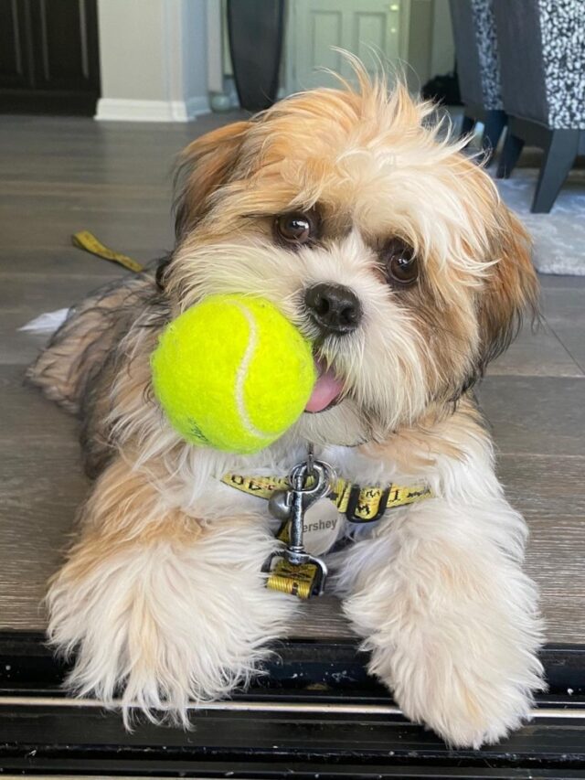 Shih Tzu puppies for sale (8)