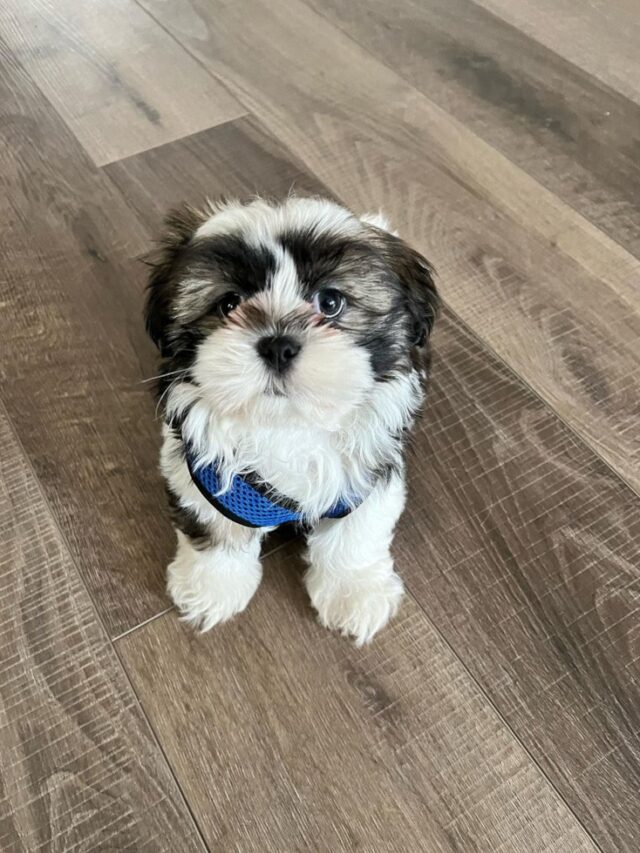 Check Out Adorable Puppies For Sale In Massachusetts Inspiration Station