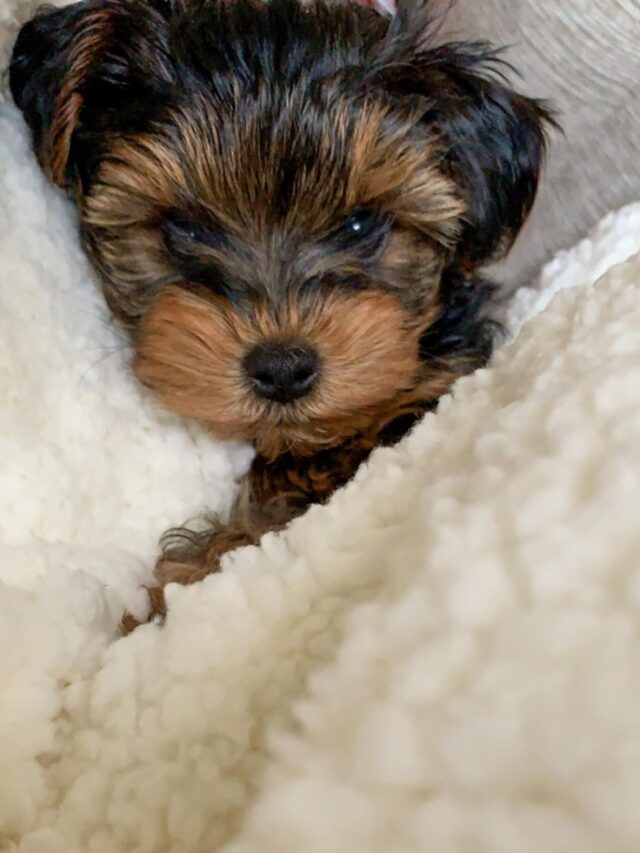 The Yorkie Poo Puppy Inspiration Station