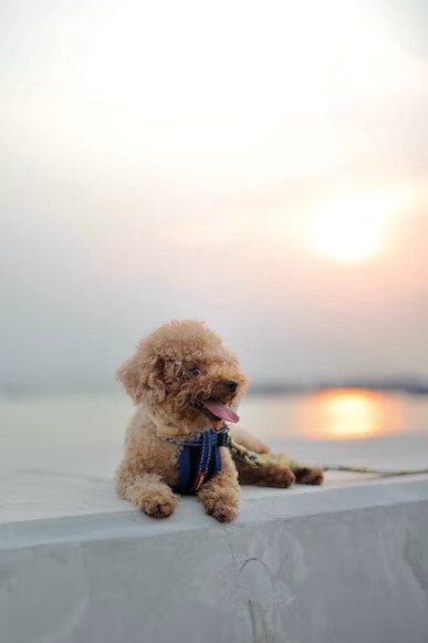 poodle puppy for sale (1)