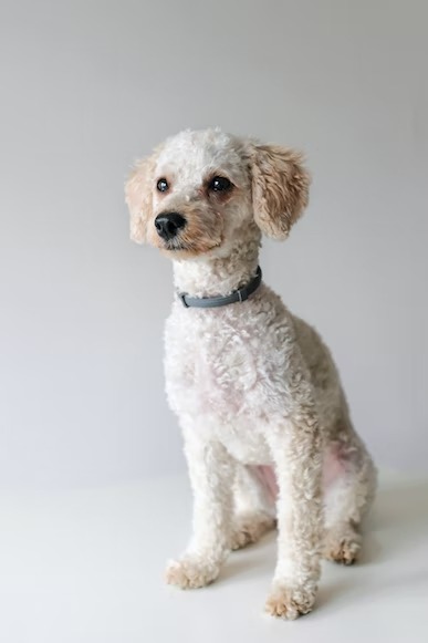 poodle puppy for sale (4)