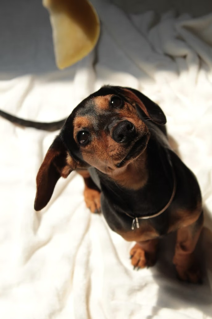 Dachshund puppies for sale (14)