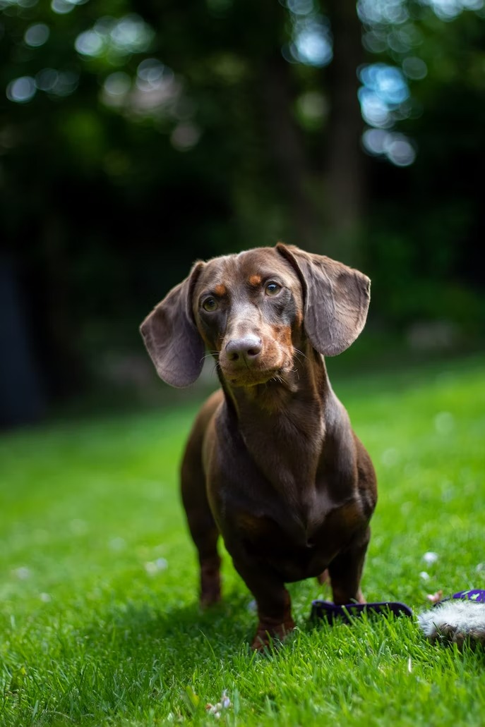 Dachshund puppies for sale (16)