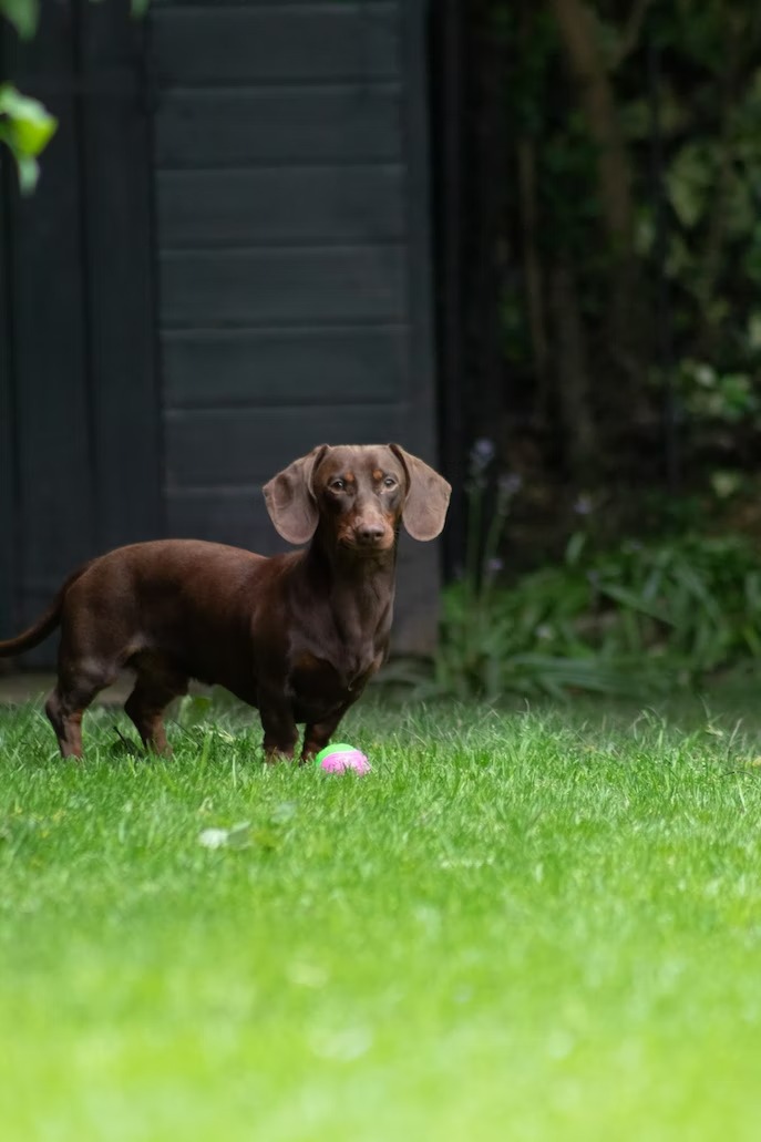 Dachshund puppies for sale (17)