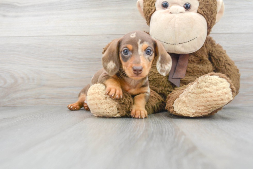 Check Out Adorable Puppies For Sale In Wisconsin