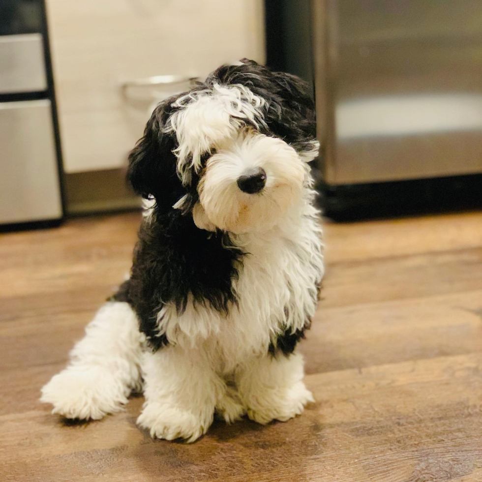 The Mini Sheepadoodle puppy