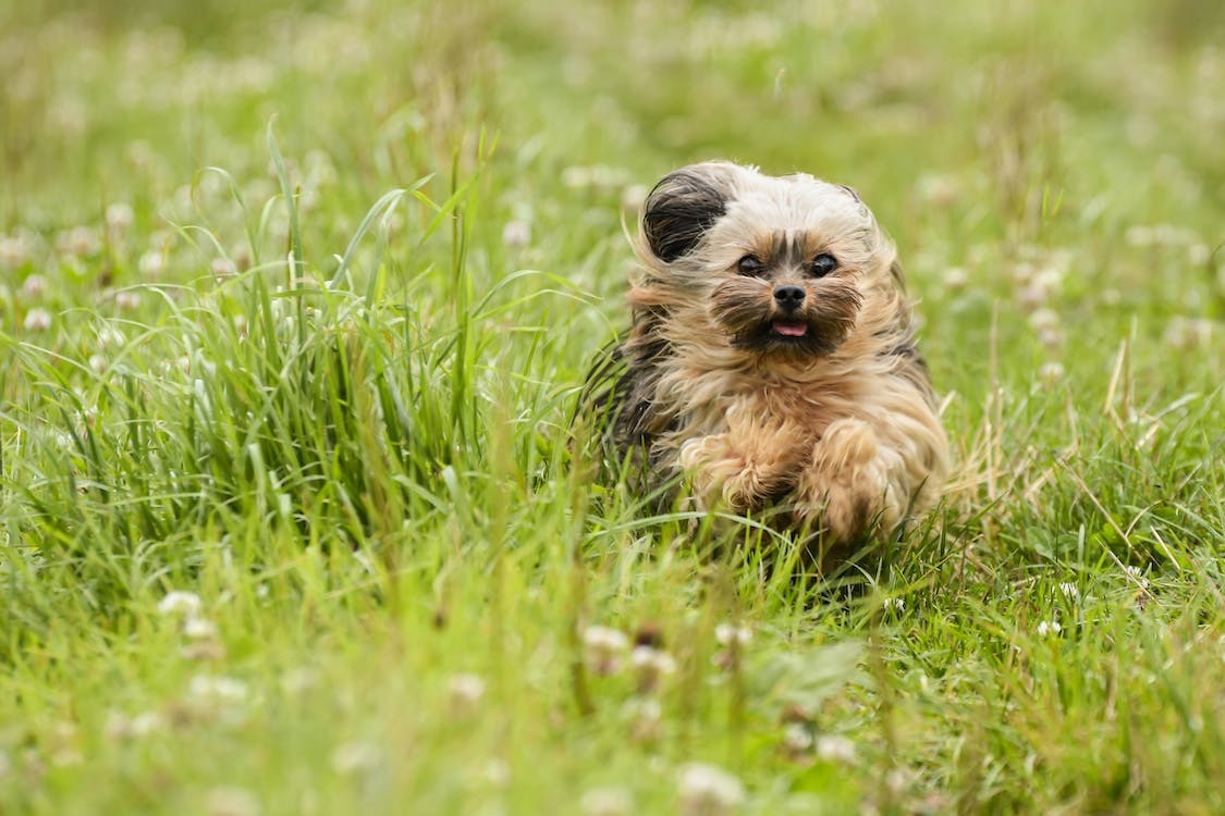 Cute Yorkshire Terrier Pictures