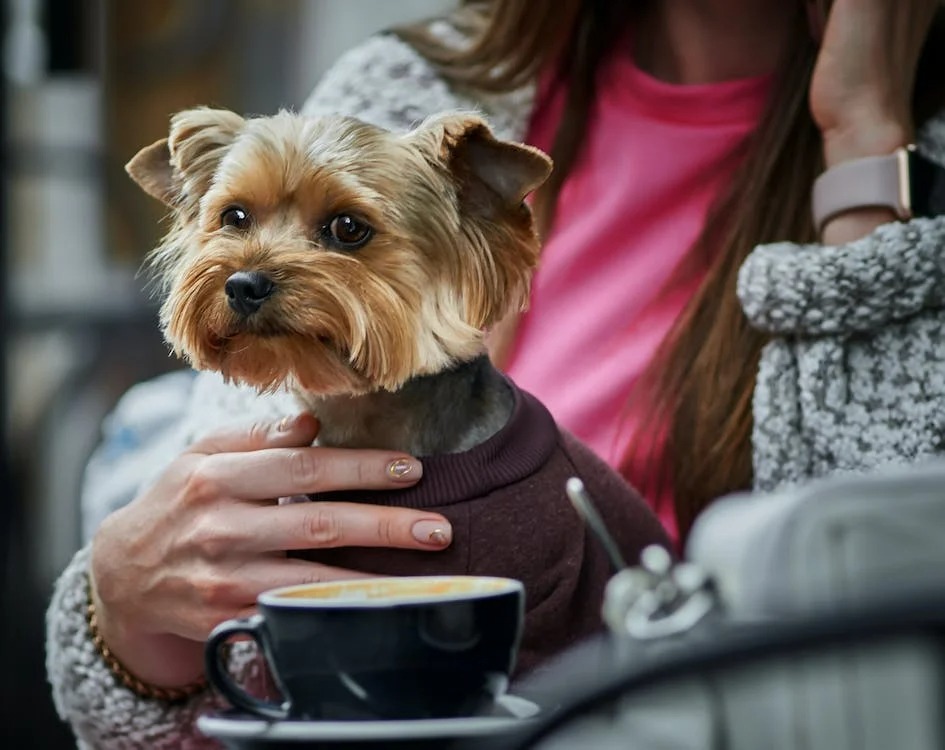 What is the temperament of a Yorkshire Terrier puppy?