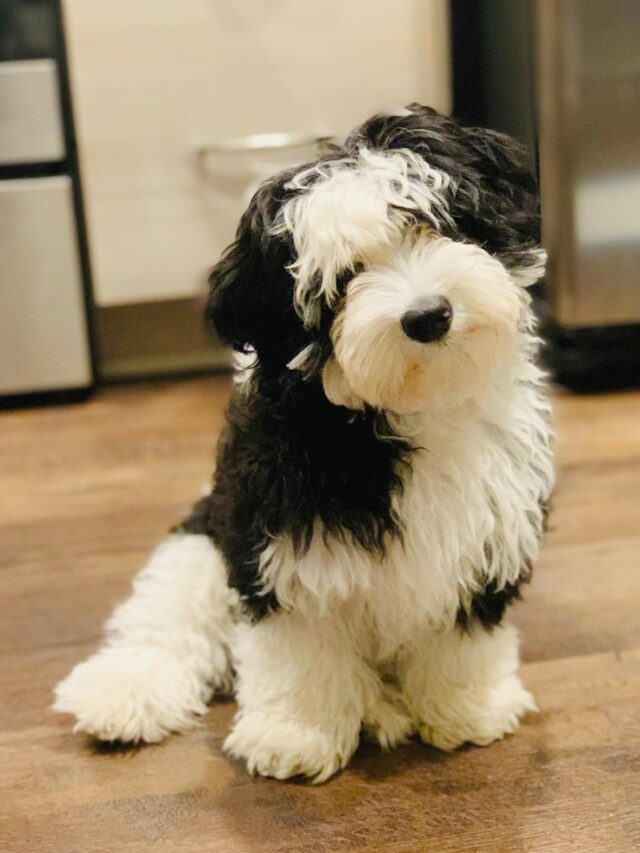 Miniature store sheepadoodle puppies